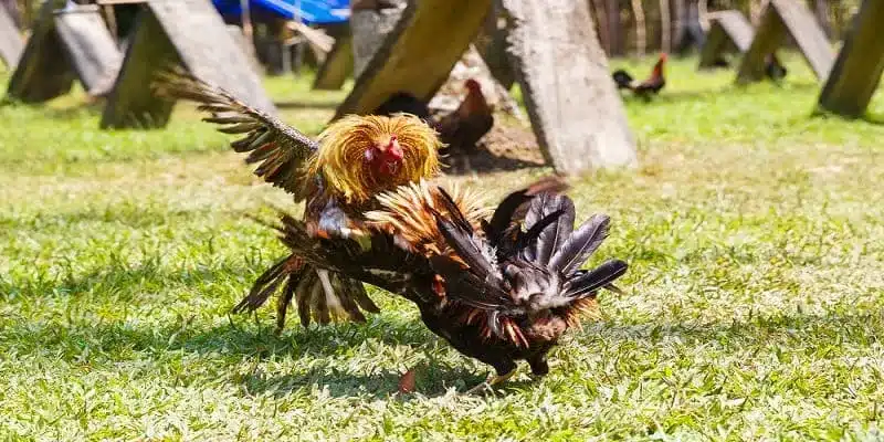 Bí Kíp An Toàn Khi Tham Gia Cá Cược