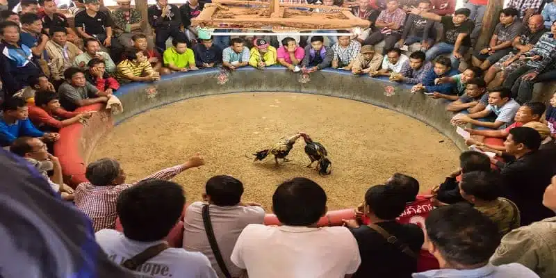 Điểm Khác Biệt Của Đá Gà Thomo