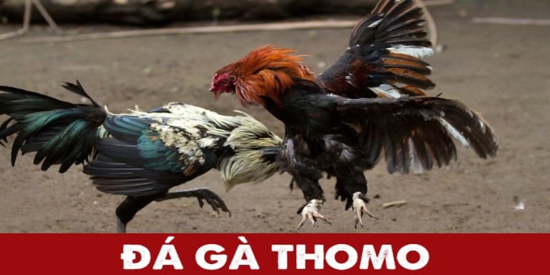 Màn Đối Đầu Đỉnh Cao Tại XOSO66